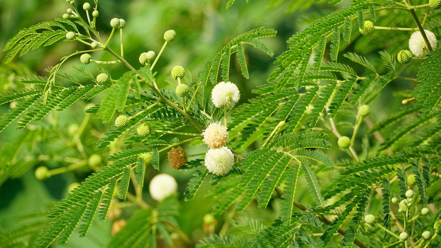 NIMLIFE’s Guide to Holistic Healing and Vitality